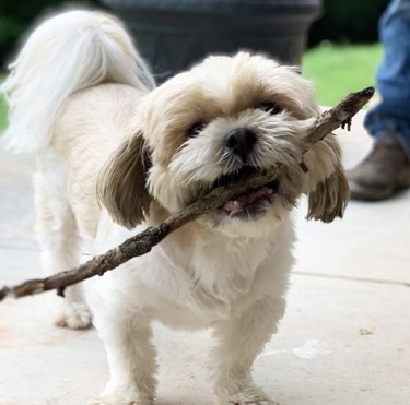 18 Adorable Dogs Who Love Carrying Their Own Big Sticks