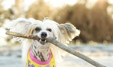 18 Adorable Dogs Who Love Carrying Their Own Big Sticks