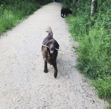 18 Adorable Dogs Who Love Carrying Their Own Big Sticks