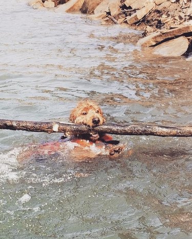 18 Adorable Dogs Who Love Carrying Their Own Big Sticks