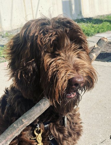 18 Adorable Dogs Who Love Carrying Their Own Big Sticks