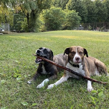 18 Adorable Dogs Who Love Carrying Their Own Big Sticks