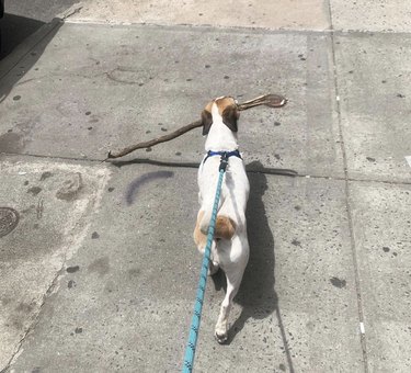 18 Adorable Dogs Who Love Carrying Their Own Big Sticks