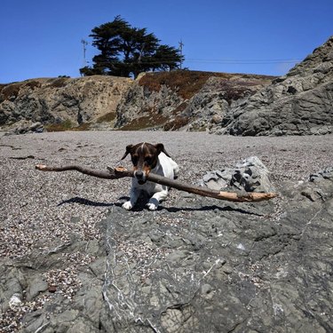 18 Adorable Dogs Who Love Carrying Their Own Big Sticks