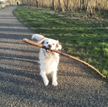 18 Adorable Dogs Who Love Carrying Their Own Big Sticks