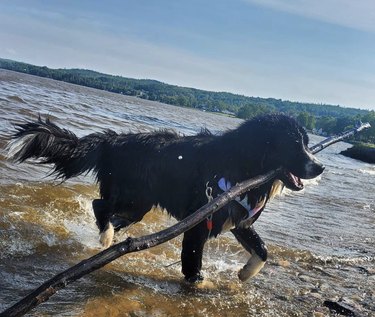 18 Adorable Dogs Who Love Carrying Their Own Big Sticks