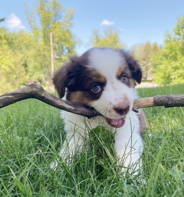 18 Adorable Dogs Who Love Carrying Their Own Big Sticks
