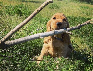 18 Adorable Dogs Who Love Carrying Their Own Big Sticks