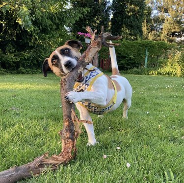 18 Adorable Dogs Who Love Carrying Their Own Big Sticks
