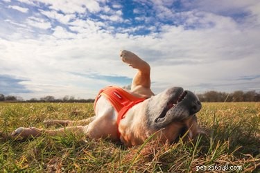 Meet 17 Adorable Dogs That Will Brighten Your Day