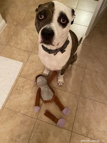 Meet 17 Adorable Dogs That Will Brighten Your Day