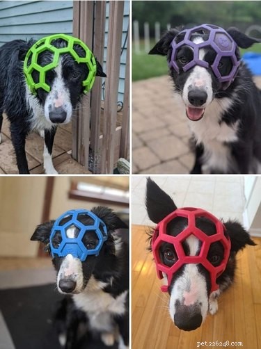 Meet 17 Adorable Dogs That Will Brighten Your Day