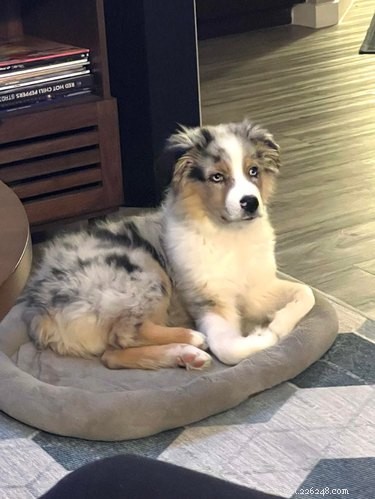 Meet 17 Adorable Dogs That Will Brighten Your Day