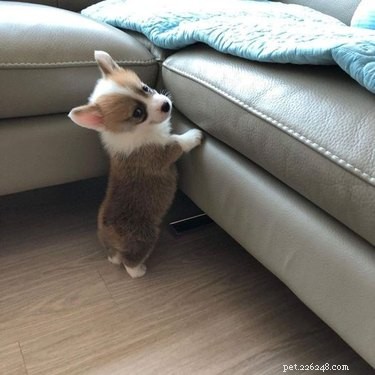 Meet 17 Adorable Dogs That Will Brighten Your Day