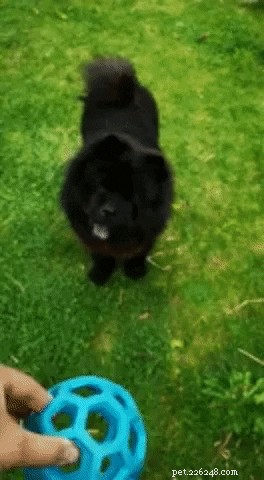 Meet 17 Adorable Dogs That Will Brighten Your Day