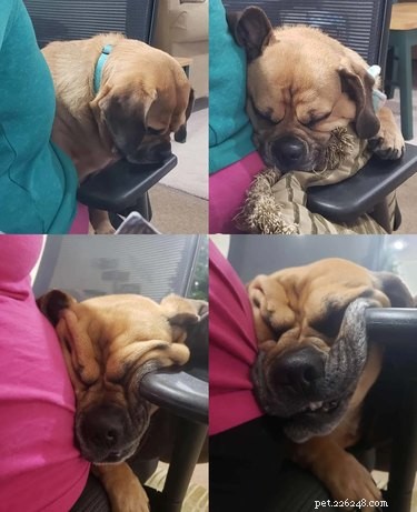 Meet 17 Adorable Dogs That Will Brighten Your Day