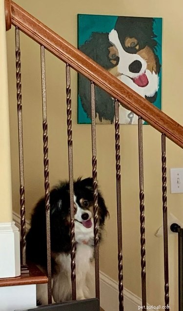 Meet 17 Adorable Dogs That Will Brighten Your Day