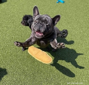 Meet 17 Adorable Dogs That Will Brighten Your Day
