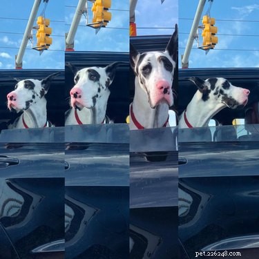 Meet 17 Adorable Dogs That Will Brighten Your Day