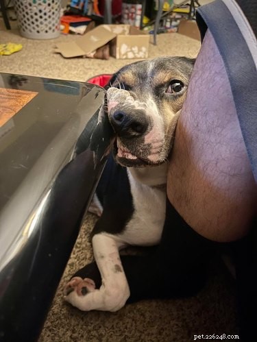 Meet 17 Adorable Dogs That Will Brighten Your Day