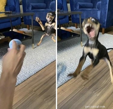 Meet 17 Adorable Dogs That Will Brighten Your Day
