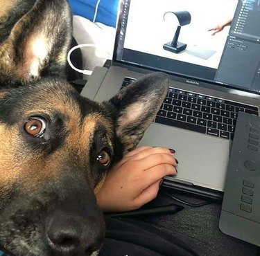 Meet 17 Adorable Dogs That Will Brighten Your Day