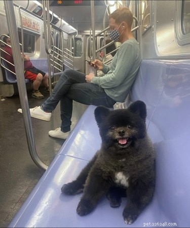 Meet 17 Adorable Dogs That Will Brighten Your Day