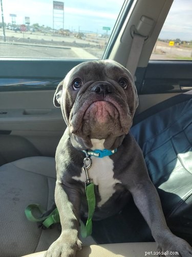 Meet 17 Adorable Dogs That Will Brighten Your Day