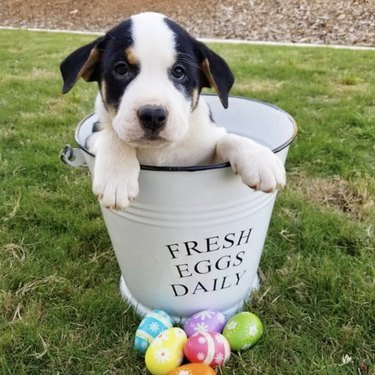17 Adorable Dogs Cozy in Buckets: A Heartwarming Collection