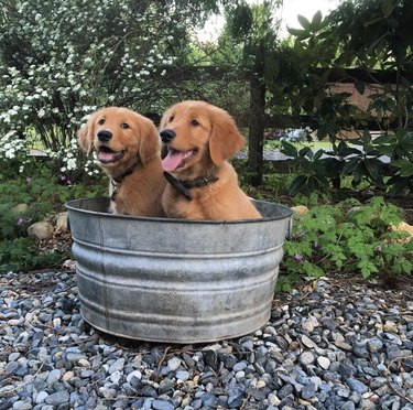 17 Adorable Dogs Cozy in Buckets: A Heartwarming Collection