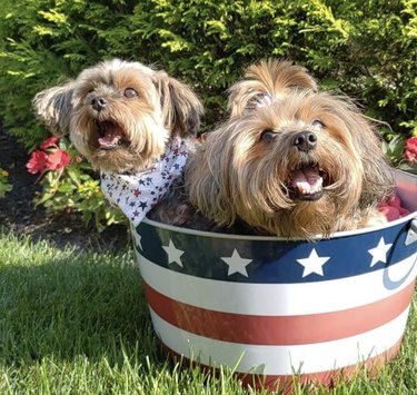 17 Adorable Dogs Cozy in Buckets: A Heartwarming Collection