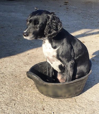 17 Adorable Dogs Cozy in Buckets: A Heartwarming Collection