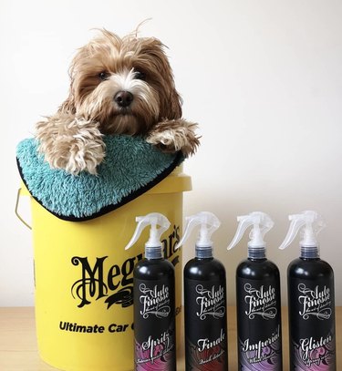 17 Adorable Dogs Cozy in Buckets: A Heartwarming Collection