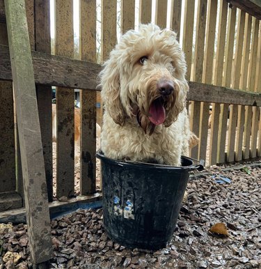 17 Adorable Dogs Cozy in Buckets: A Heartwarming Collection