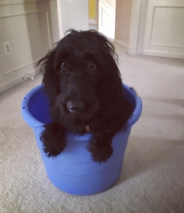 17 Adorable Dogs Cozy in Buckets: A Heartwarming Collection