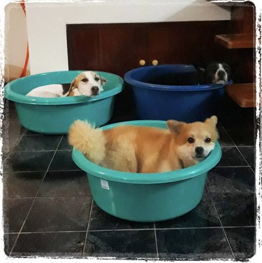 17 Adorable Dogs Cozy in Buckets: A Heartwarming Collection