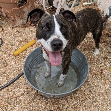 17 Adorable Dogs Cozy in Buckets: A Heartwarming Collection