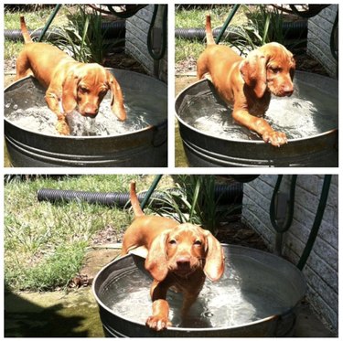 17 Adorable Dogs Cozy in Buckets: A Heartwarming Collection