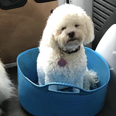 17 Adorable Dogs Cozy in Buckets: A Heartwarming Collection