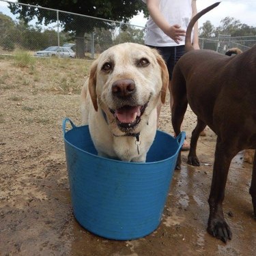 17 Adorable Dogs Cozy in Buckets: A Heartwarming Collection