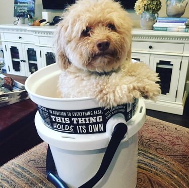 17 Adorable Dogs Cozy in Buckets: A Heartwarming Collection
