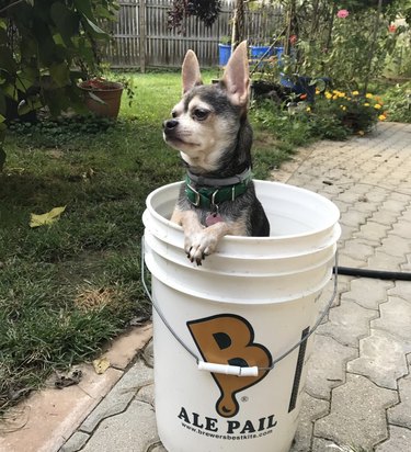 17 Adorable Dogs Cozy in Buckets: A Heartwarming Collection