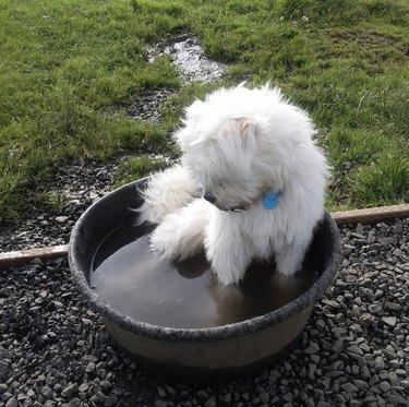 17 Adorable Dogs Cozy in Buckets: A Heartwarming Collection