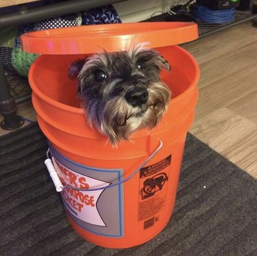 17 Adorable Dogs Cozy in Buckets: A Heartwarming Collection