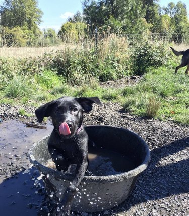 17 Adorable Dogs Cozy in Buckets: A Heartwarming Collection