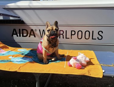 15 Dogs Celebrate Their First Summer Day in Style