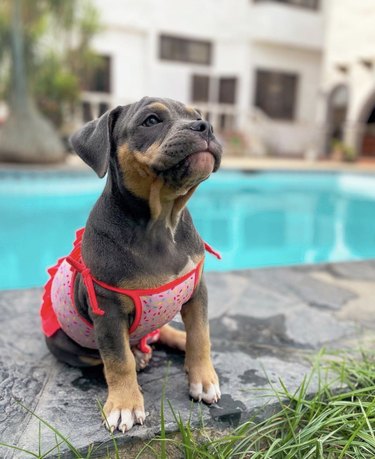 15 Dogs Celebrate Their First Summer Day in Style