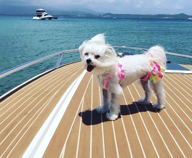 15 Dogs Celebrate Their First Summer Day in Style