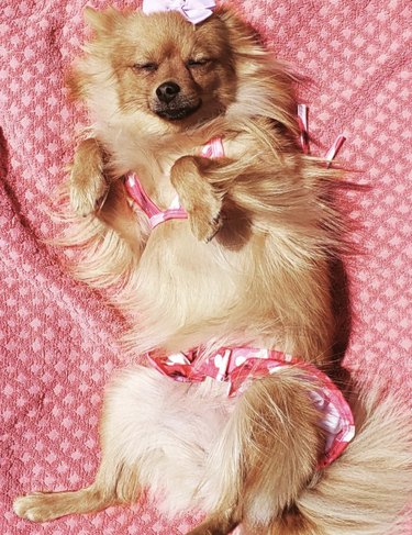 15 Dogs Celebrate Their First Summer Day in Style