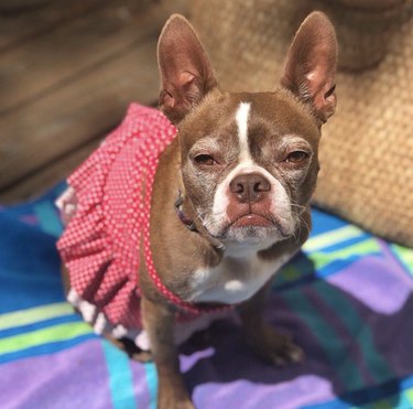 15 Dogs Celebrate Their First Summer Day in Style